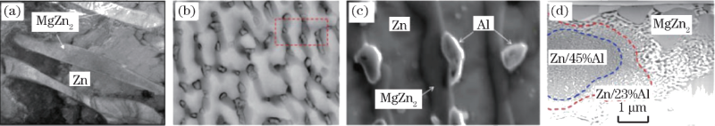 鋅鋁鎂鍍層顯微組織
